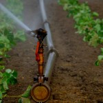 Agricultura - control del estrés hidrico