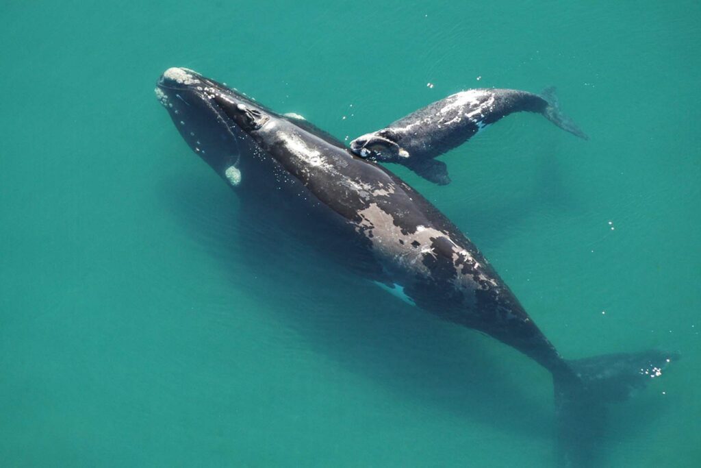 Medioambiente Ballena Franca Austral