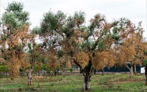 Xylella Fastidiosa