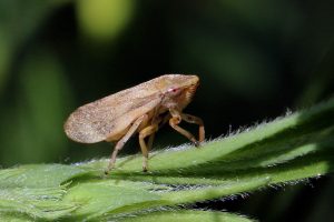 Xylella Fastidiosa